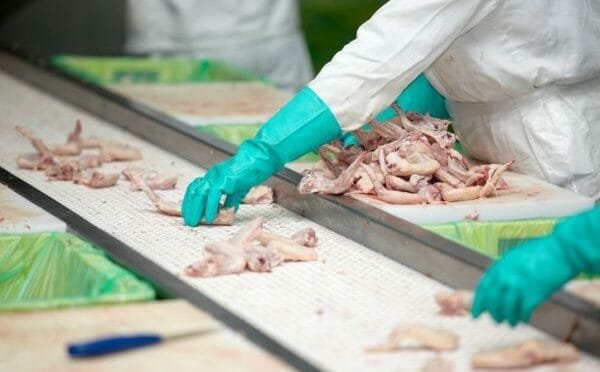 DOL: Protecting the Safety and Health of Poultry-Processing Workers